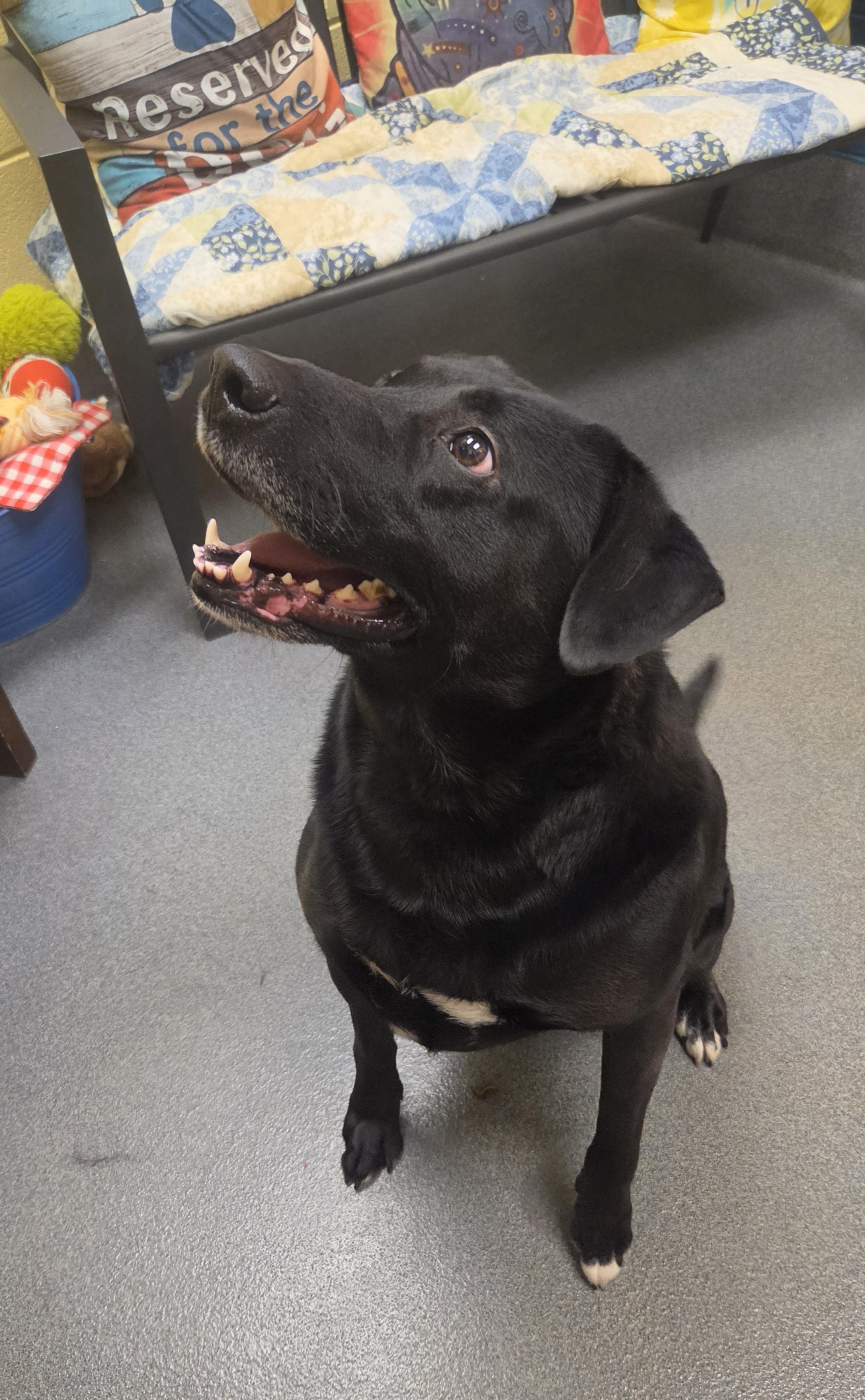 Sebastian (lived with Storm & Johnny), a ADOPTABLE mixed breed in Amherst, VA image 2/6
