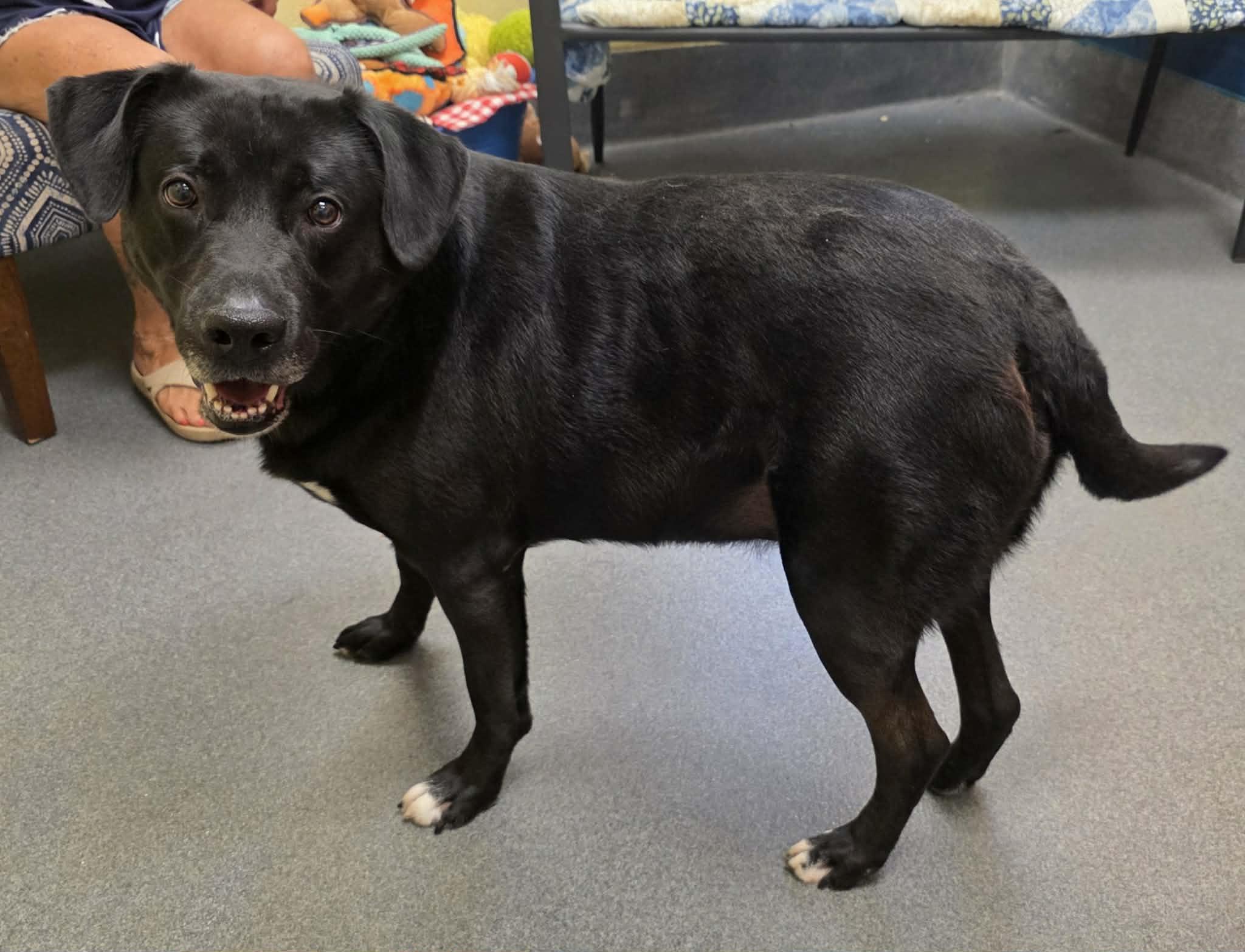 Sebastian (lived with Storm & Johnny), a ADOPTABLE mixed breed in Amherst, VA image 6/6