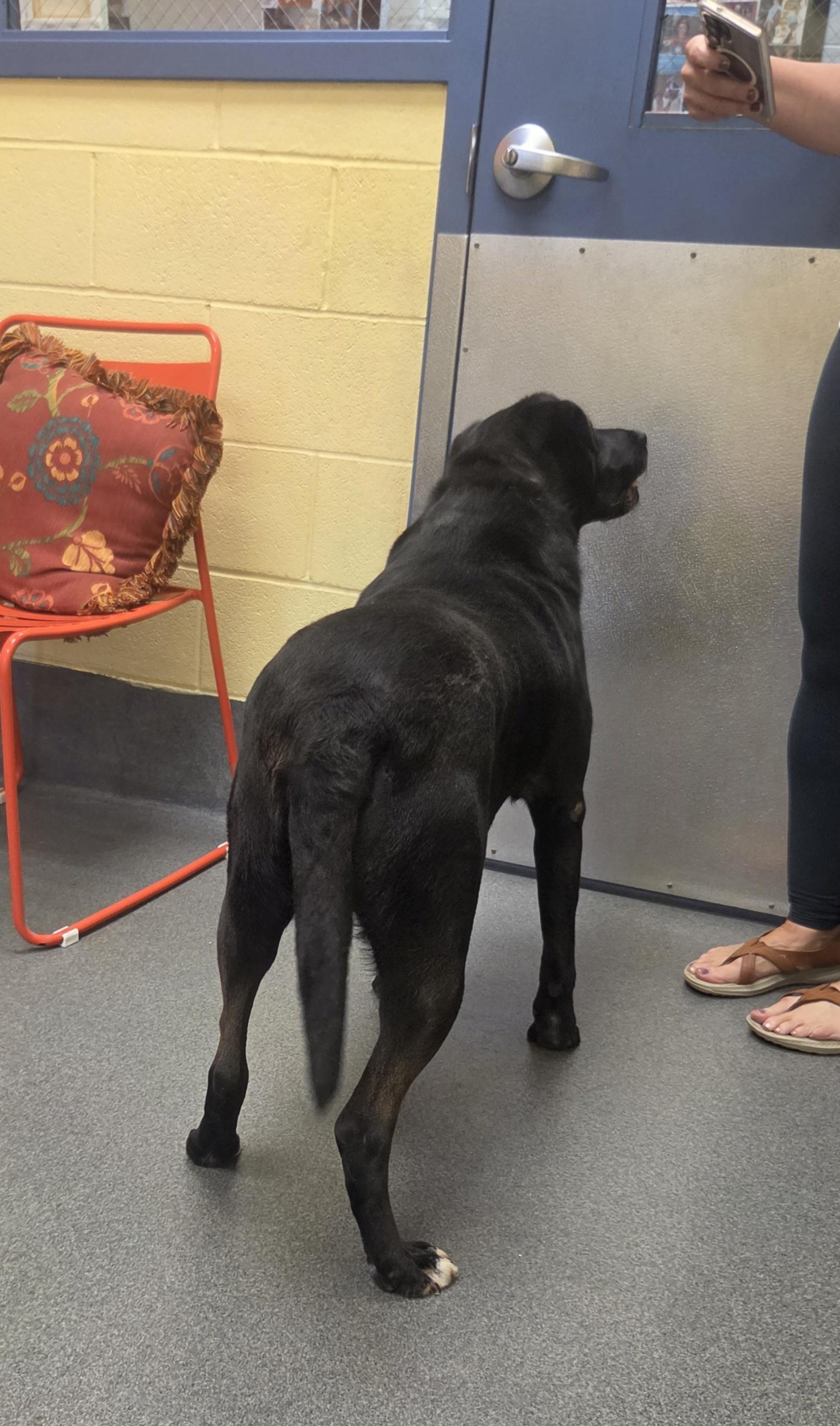 Sebastian (lived with Storm & Johnny), a ADOPTABLE mixed breed in Amherst, VA image 5/6