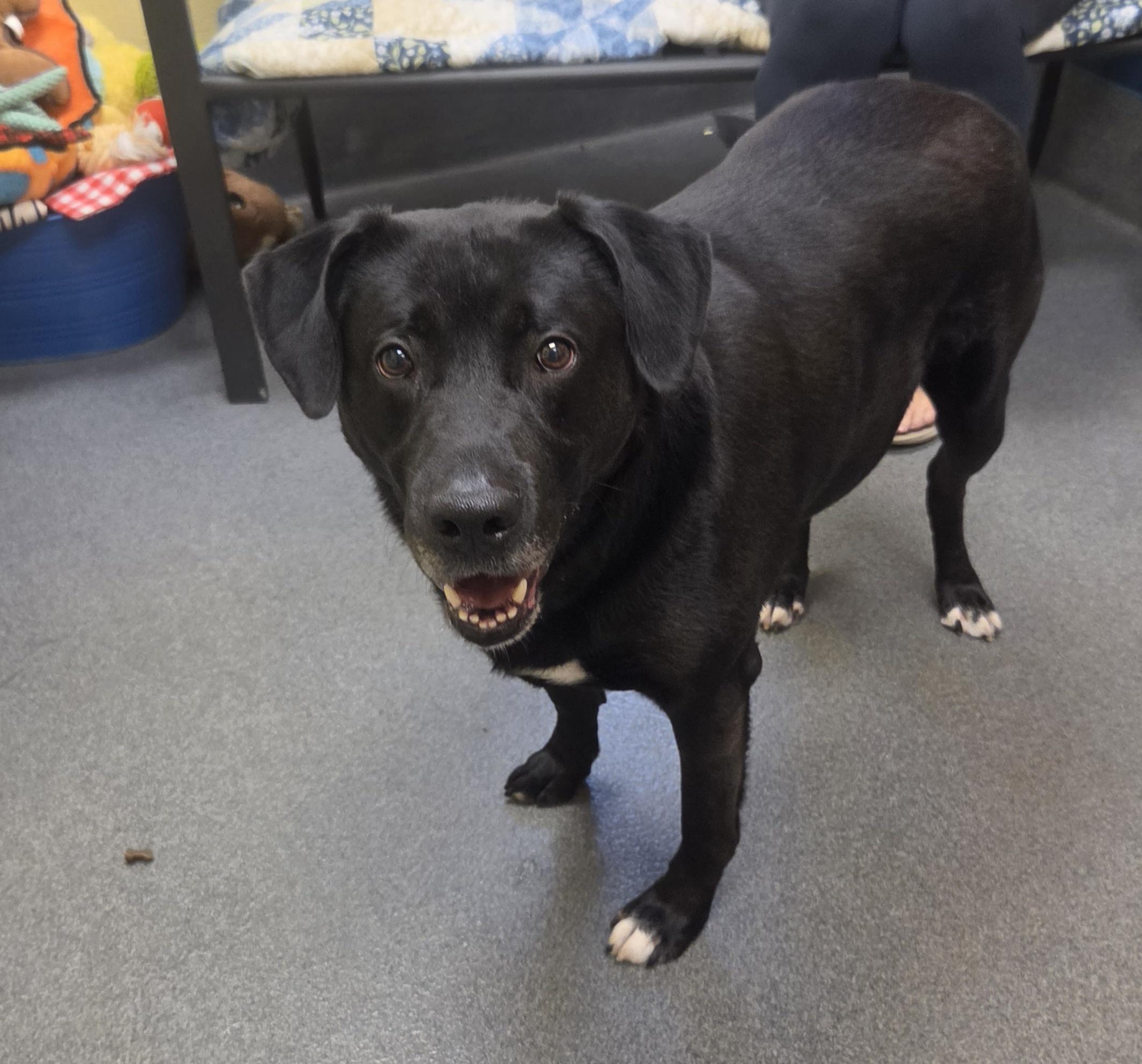 Sebastian (lived with Storm & Johnny), a ADOPTABLE mixed breed in Amherst, VA image 3/6