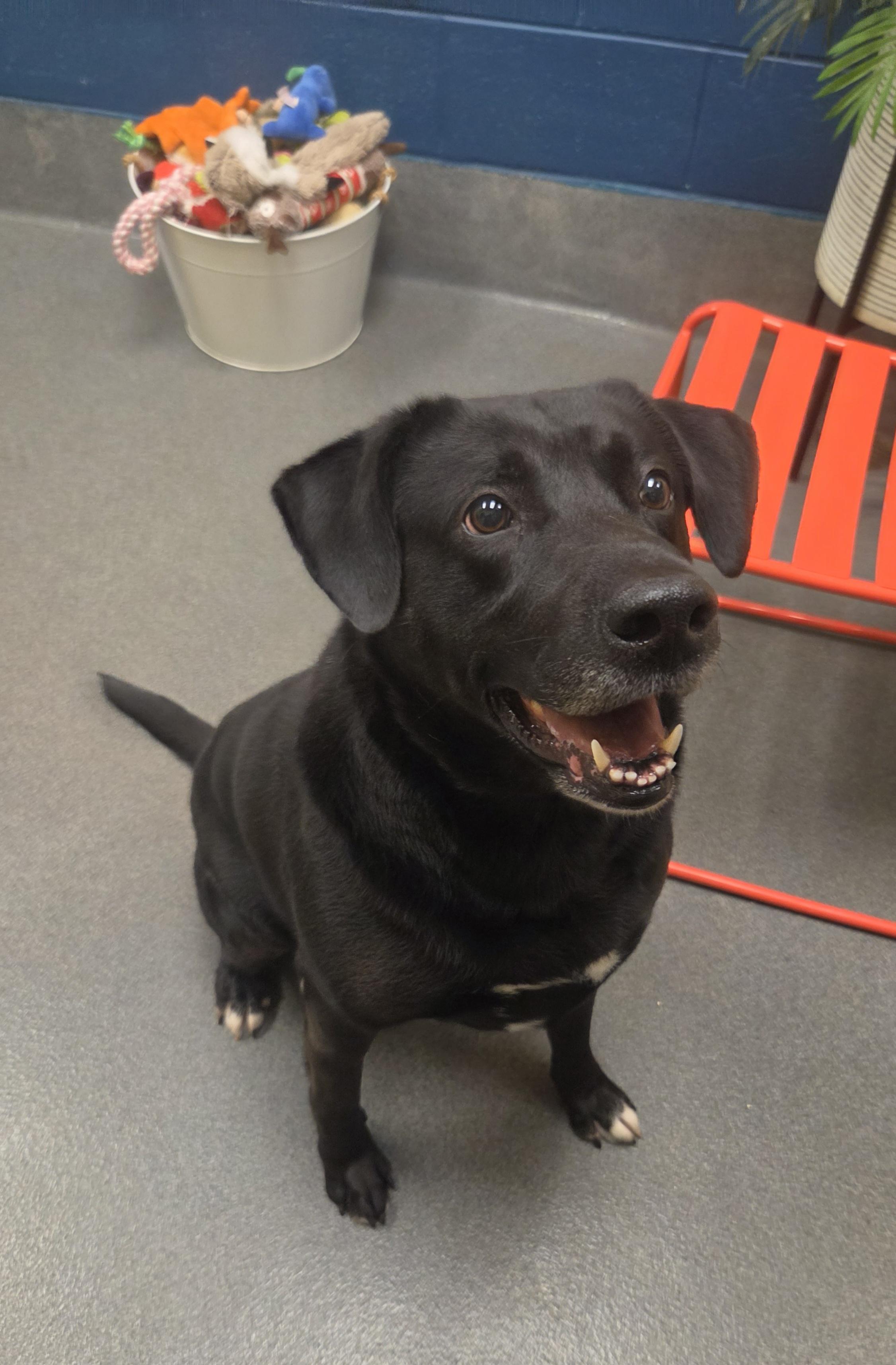 Sebastian (lived with Storm & Johnny), a ADOPTABLE mixed breed in Amherst, VA image 4/6