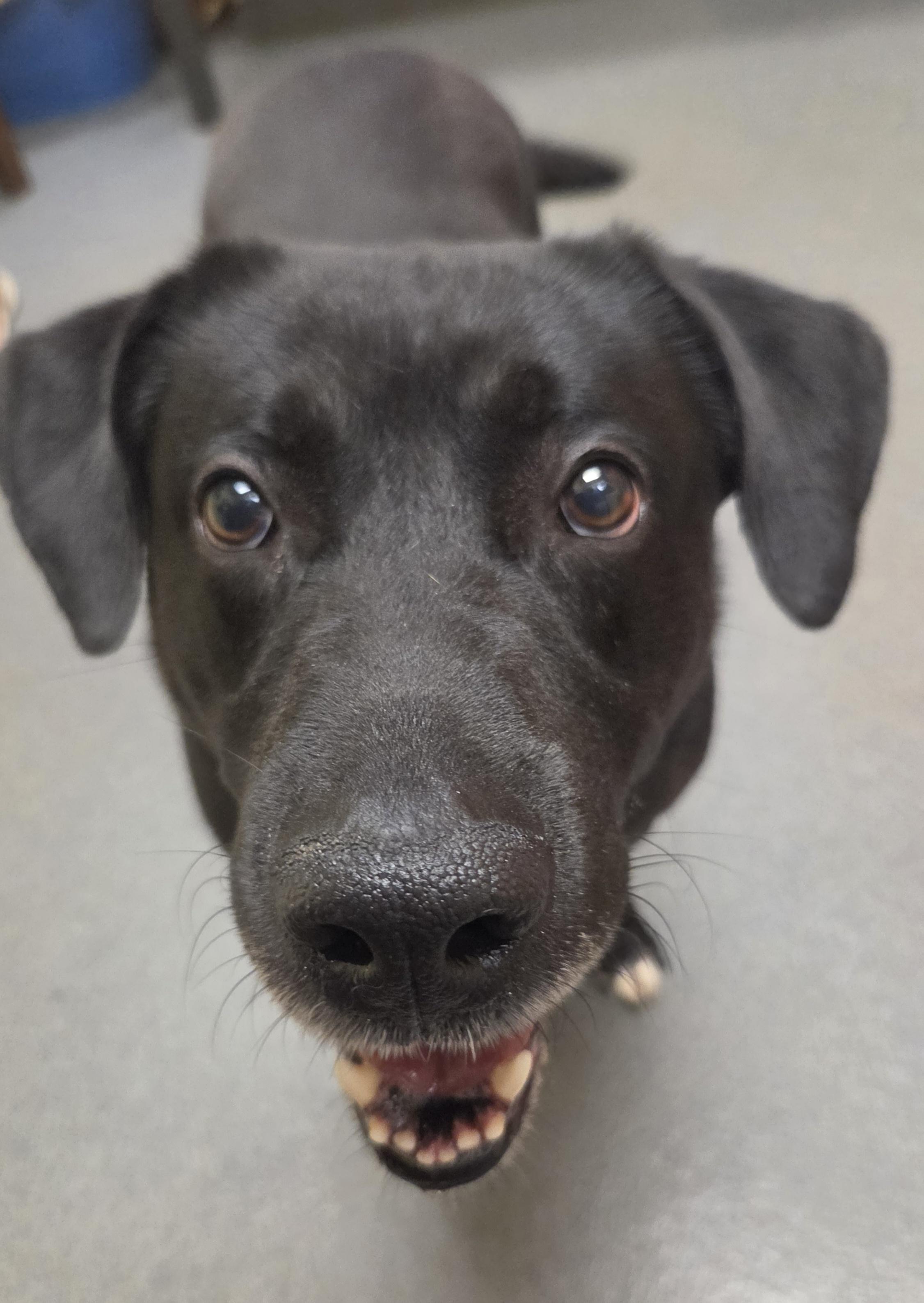 Sebastian (lived with Storm & Johnny), ADOPTABLE, Adult Male Black Labrador Retriever & Labrador Retriever.