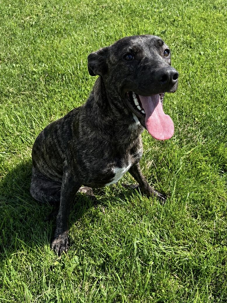 Enlarge Annie and Bailey - Currently Enrolled in Prison Training Program, a Adopted mixed breed in Sault Sainte Marie, MI image 1/4