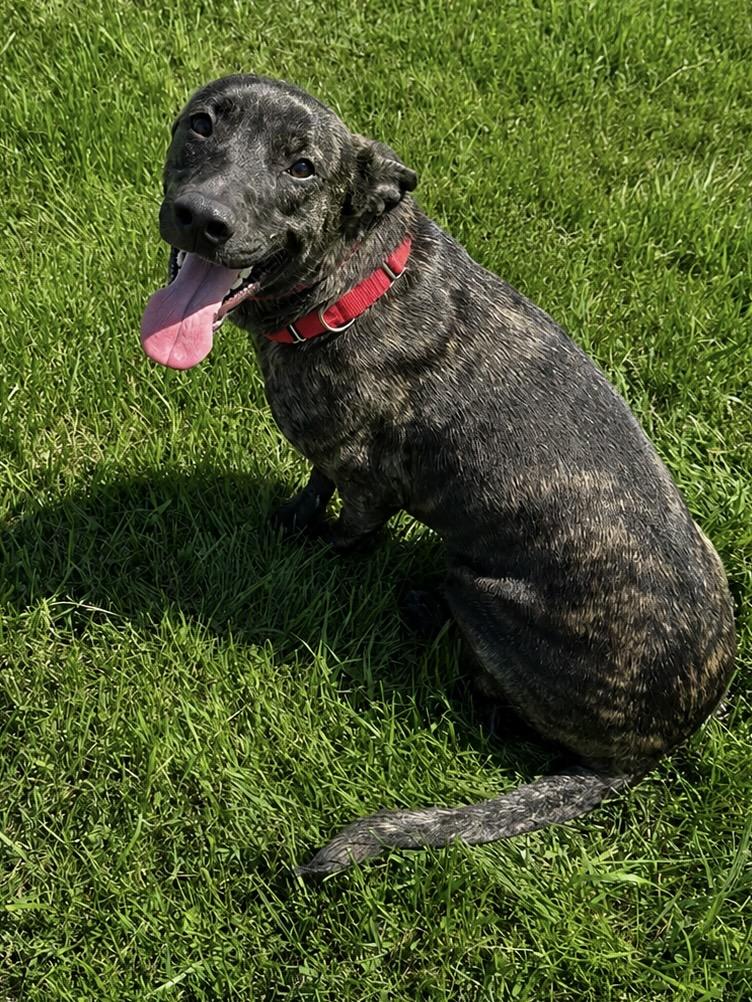 Enlarge Annie and Bailey - Currently Enrolled in Prison Training Program, a Adopted mixed breed in Sault Sainte Marie, MI image 3/4