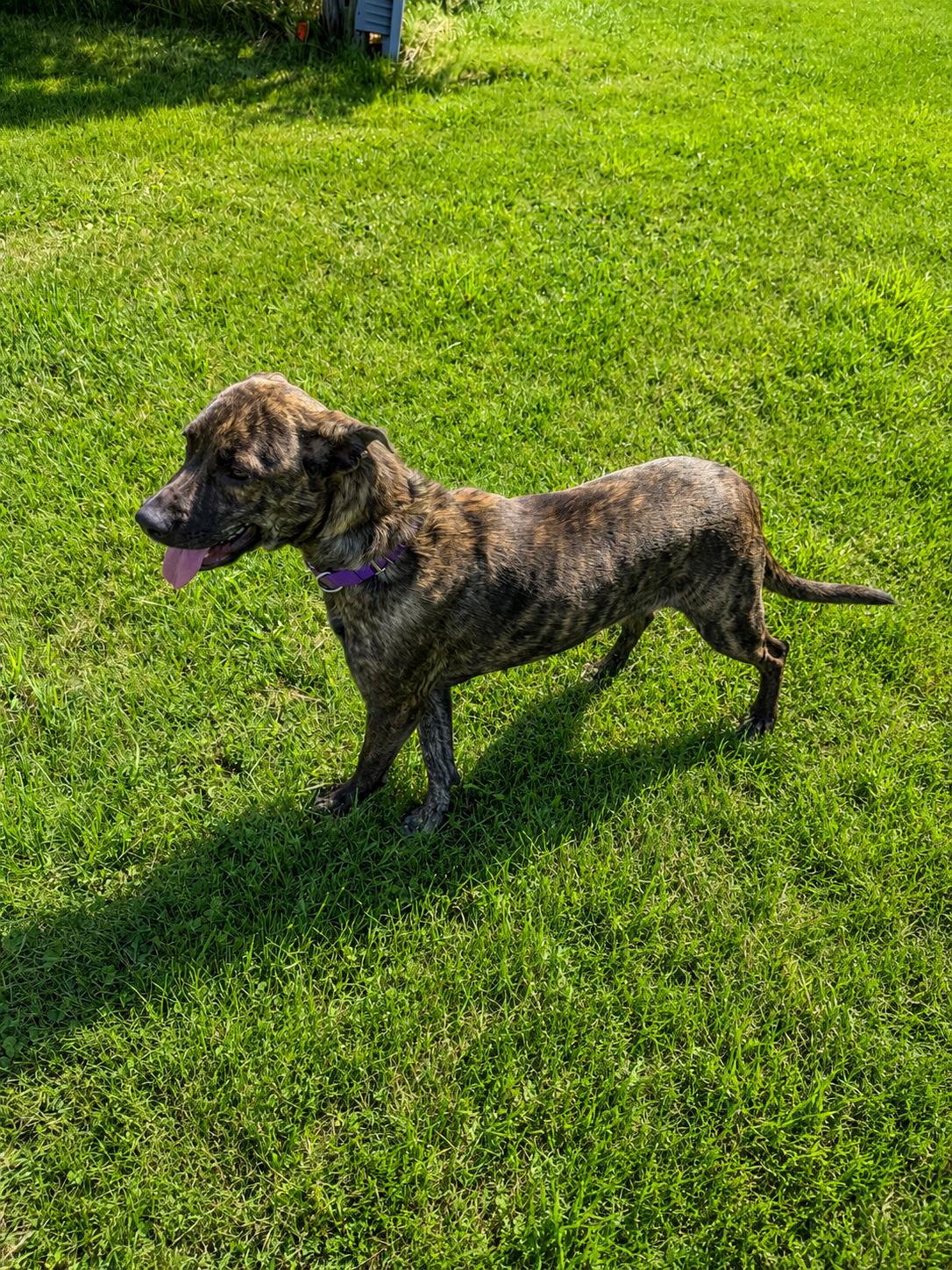 Enlarge Annie and Bailey - Currently Enrolled in Prison Training Program, a Adopted mixed breed in Sault Sainte Marie, MI image 2/4