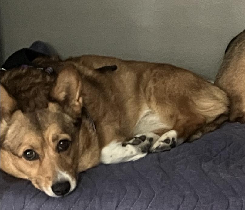 Maggie (2), a Adoptable Pembroke Welsh Corgi in Arlington, TX image 1/5
