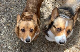 Maggie (2), a Adoptable Pembroke Welsh Corgi in Arlington, TX image 2/5
