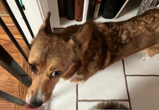 Maggie (2), a Adoptable Pembroke Welsh Corgi in Arlington, TX image 3/5