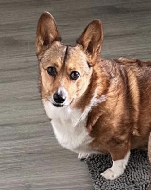 Maggie (2), a Adoptable Pembroke Welsh Corgi in Arlington, TX image 5/5