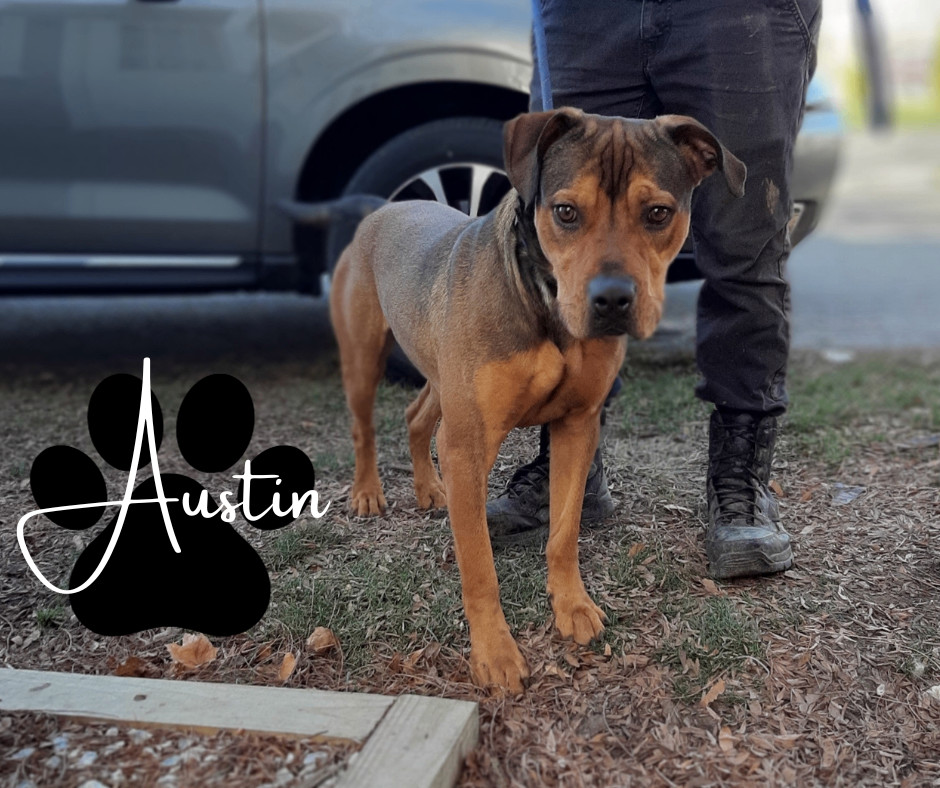 Enlarge Austin, a Adoptable mixed breed in Marion, IN image 1/1
