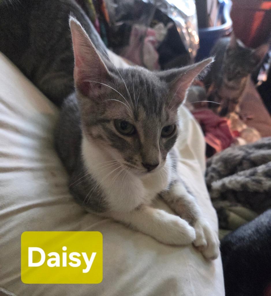 Enlarge Daisy, a Adoptable mixed breed in Spring, TX image 1/1