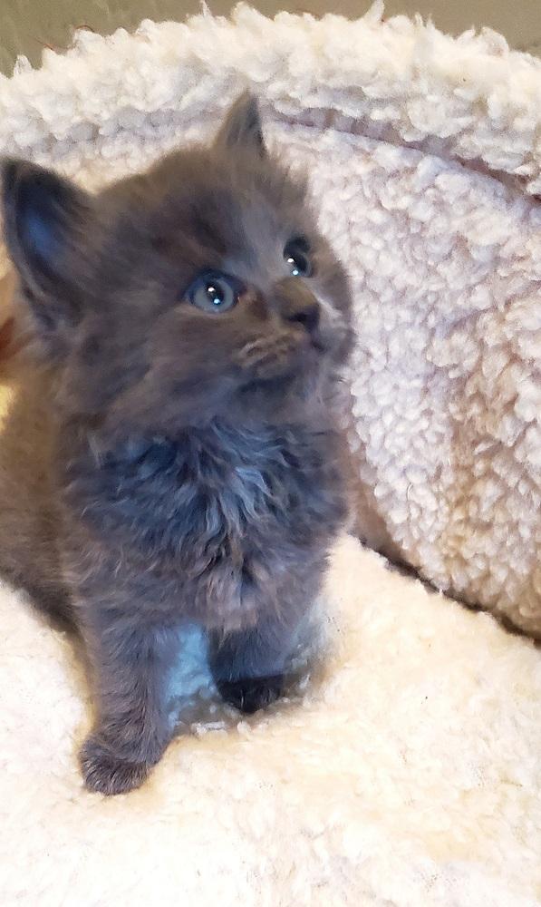 Enlarge Piglet, a Adopted Domestic Short Hair in Green Valley, AZ image 1/4