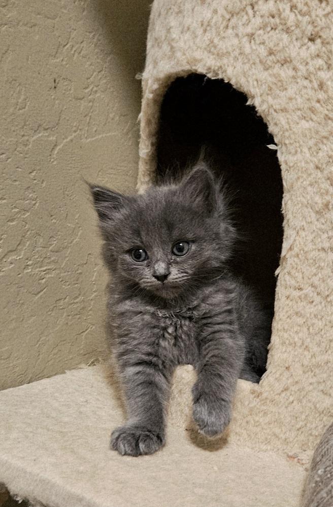 Enlarge Piglet, a Adopted Domestic Short Hair in Green Valley, AZ image 2/4