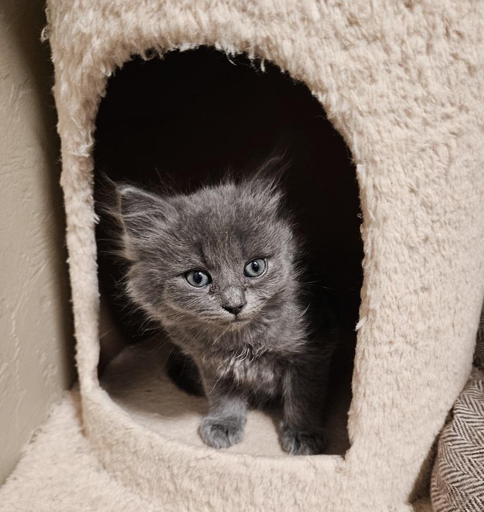 Enlarge Piglet, a Adopted Domestic Short Hair in Green Valley, AZ image 3/4