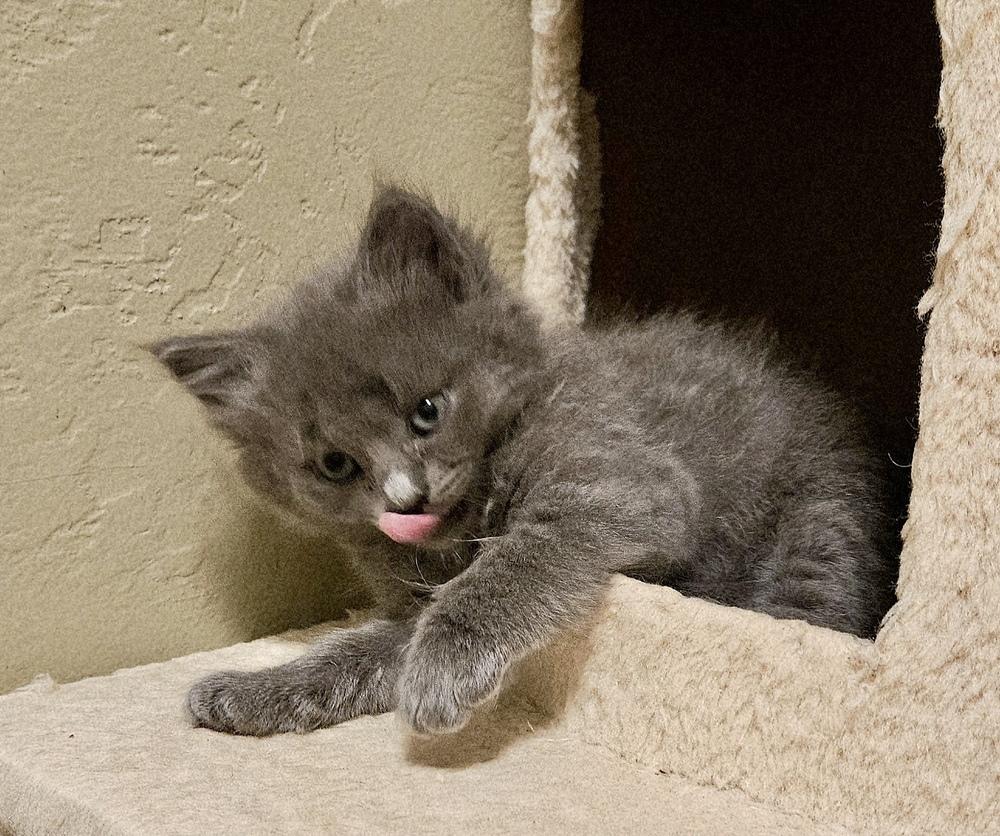 Enlarge Piglet, a Adopted Domestic Short Hair in Green Valley, AZ image 4/4