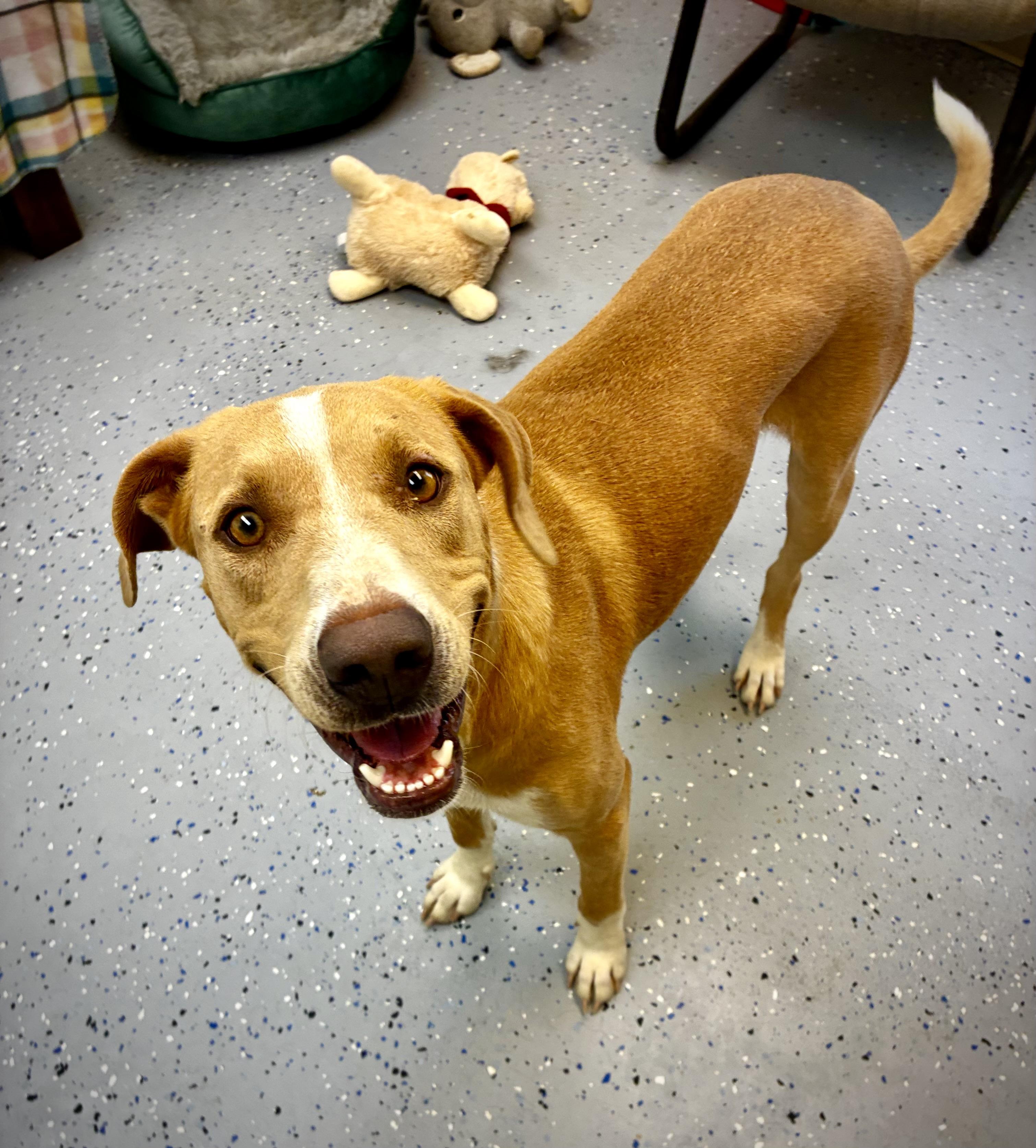 Angel, Adoptable, Adult Female Hound.