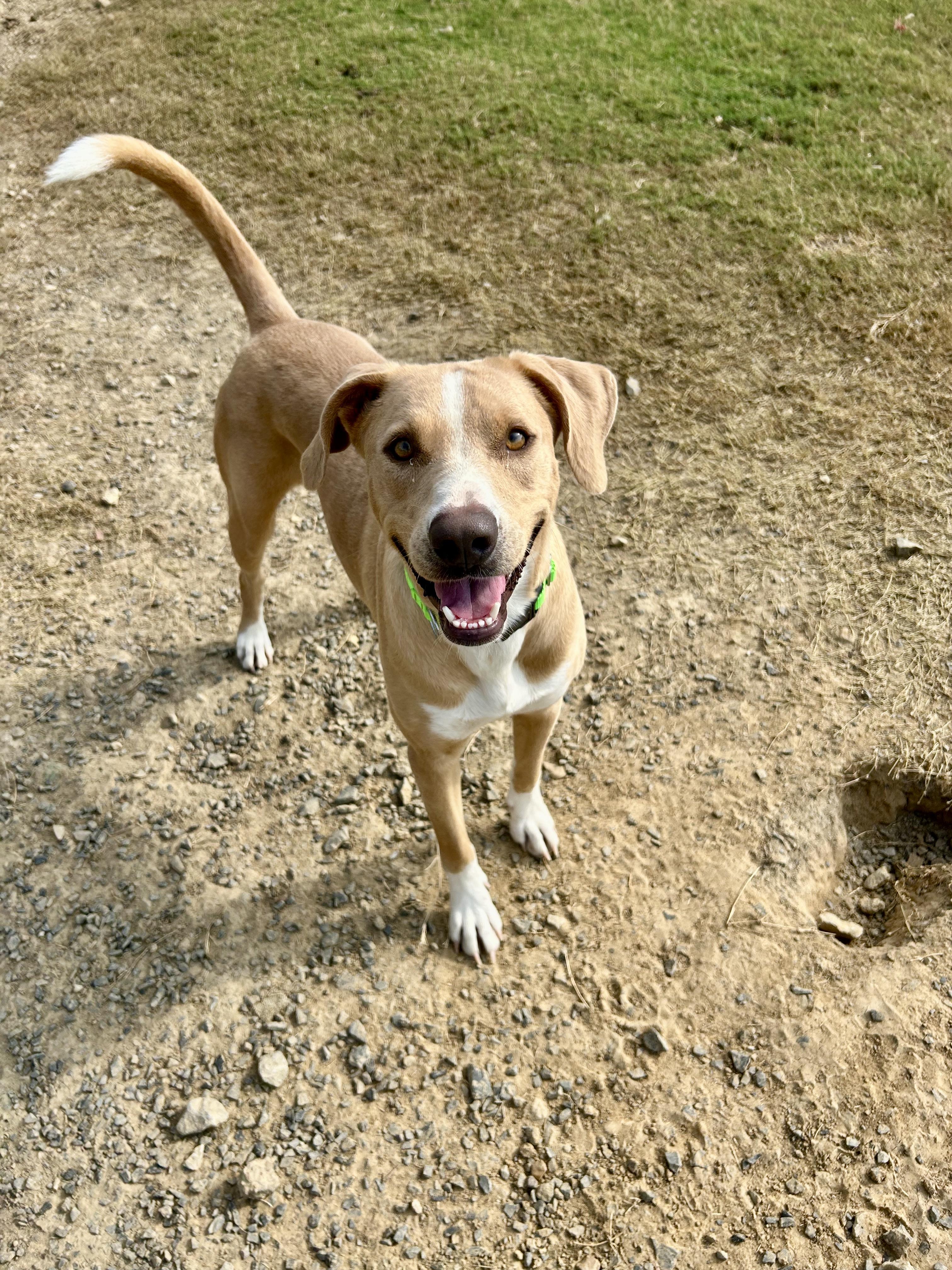 Angel, a Adoptable mixed breed in Senatobia, MS image 4/5