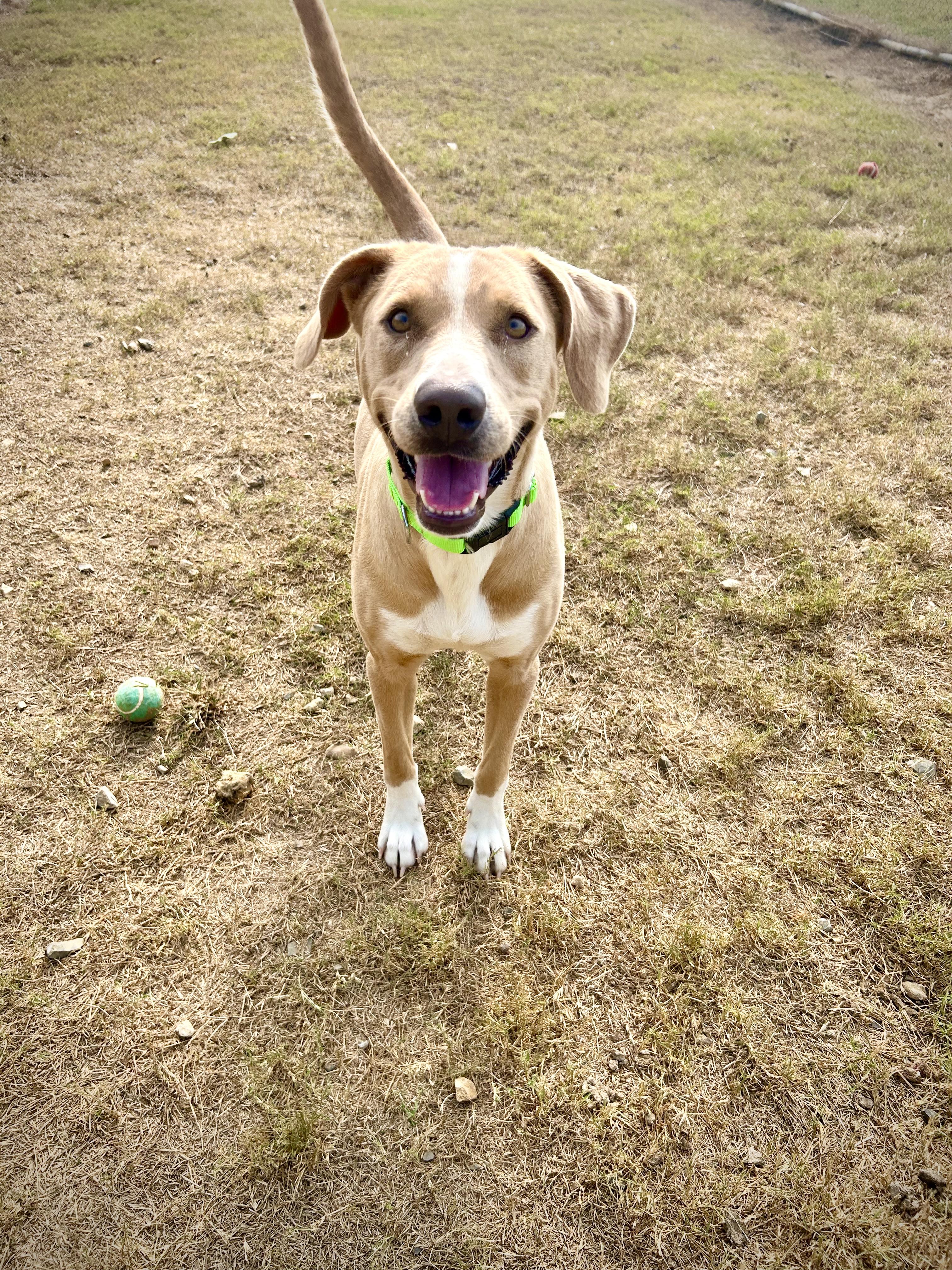 Angel, a Adoptable mixed breed in Senatobia, MS image 5/5