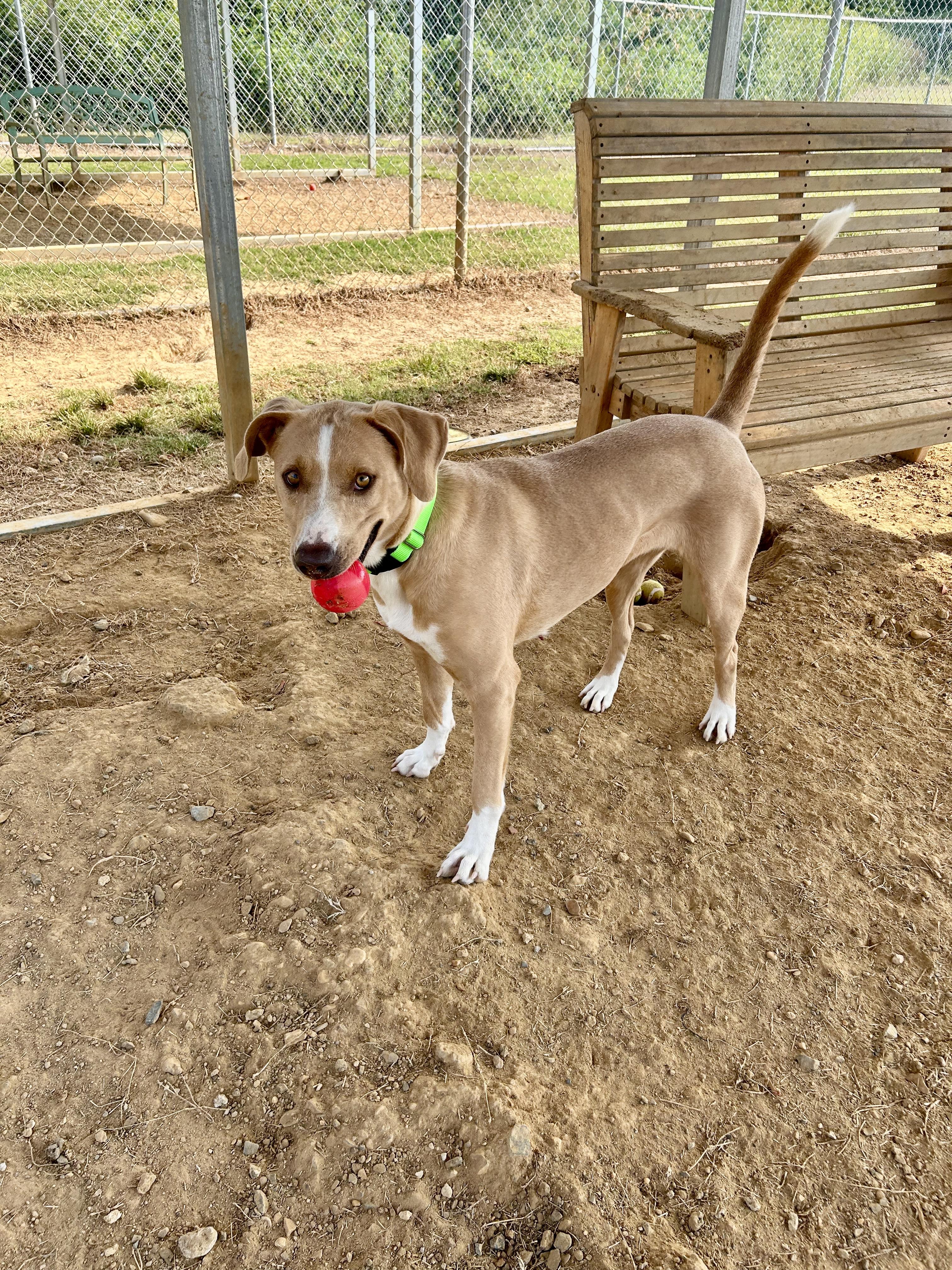 Angel, a Adoptable mixed breed in Senatobia, MS image 1/5