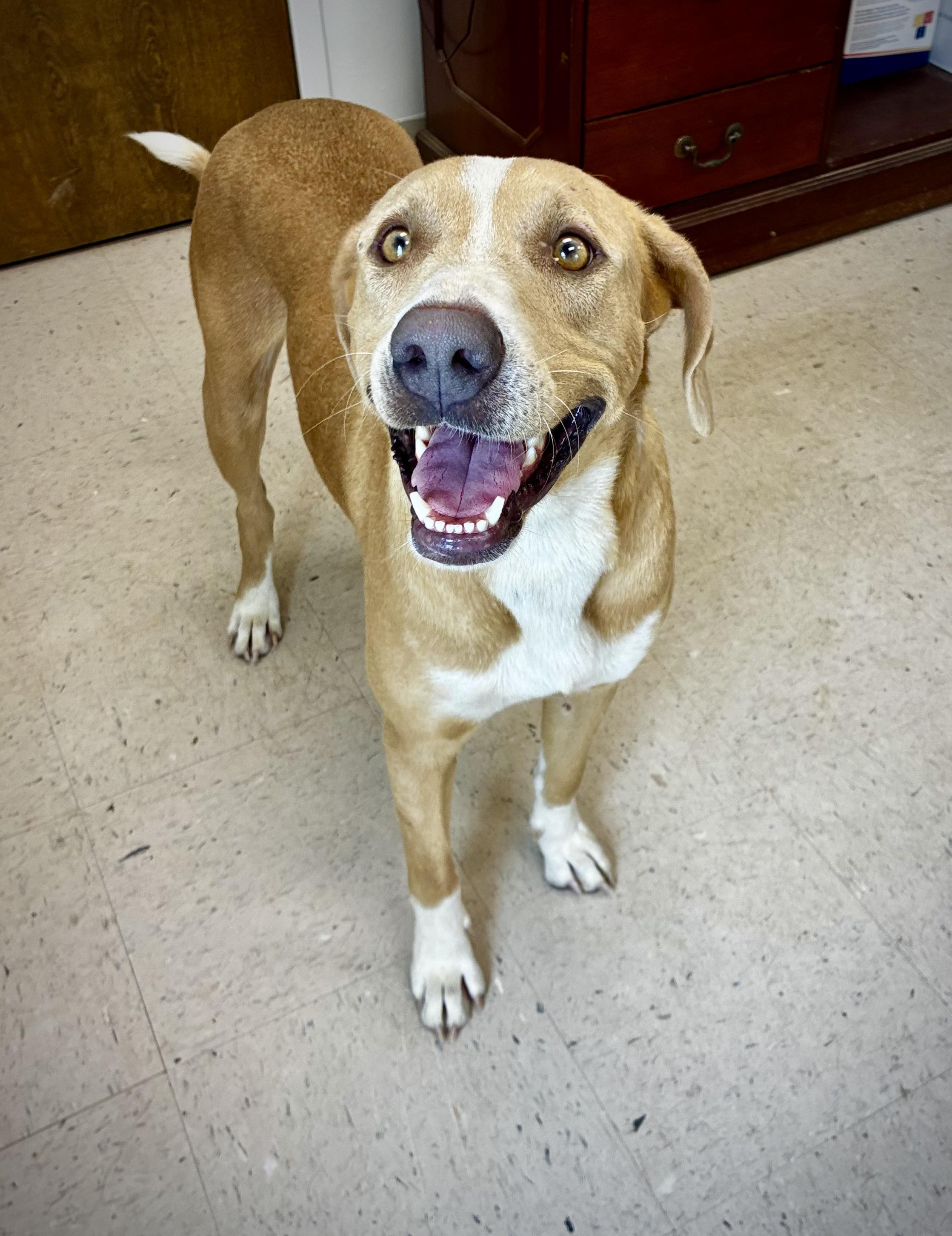 Angel, a Adoptable mixed breed in Senatobia, MS image 3/5