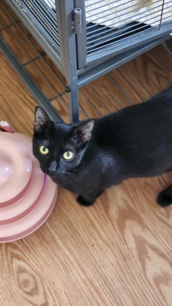 Enlarge Wilma, a Adoptable mixed breed in Libertyville, IL image 1/6