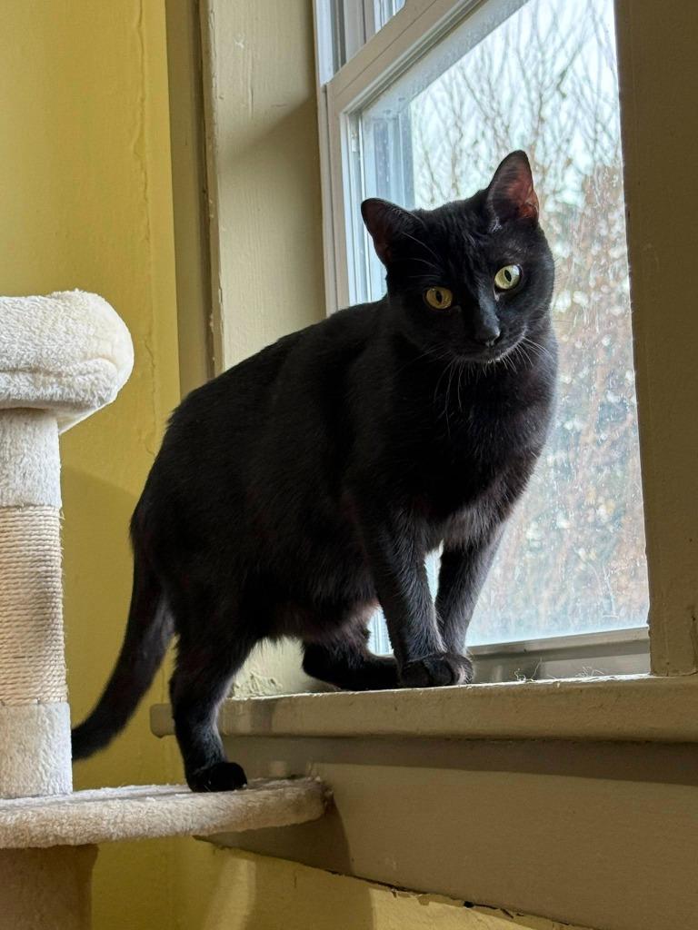 Wilma, Adoptable, Young Female Domestic Medium Hair.