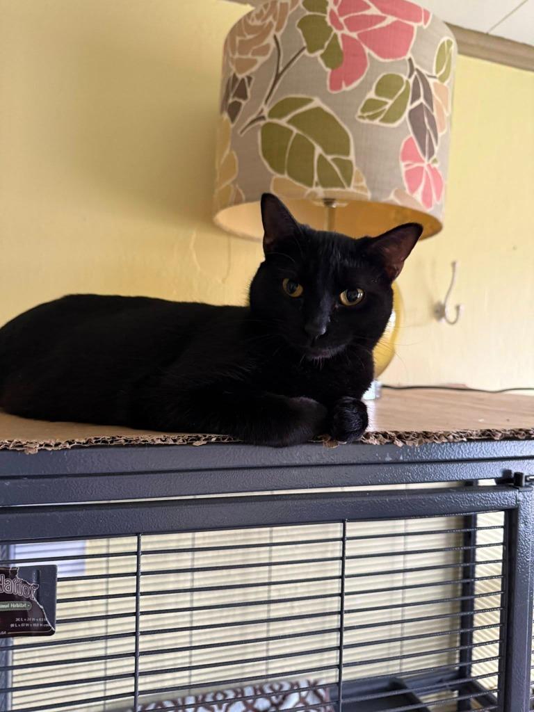 Enlarge Wilma, a Adoptable mixed breed in Libertyville, IL image 4/6