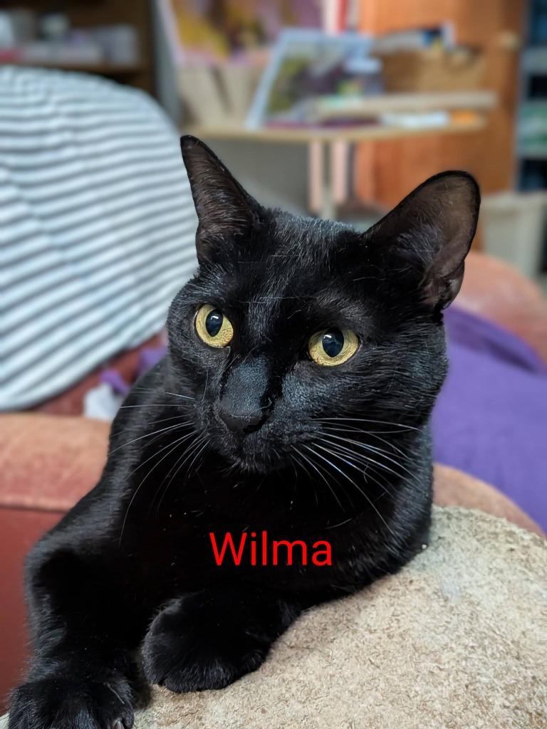 Enlarge Wilma, a Adoptable mixed breed in Libertyville, IL image 4/6