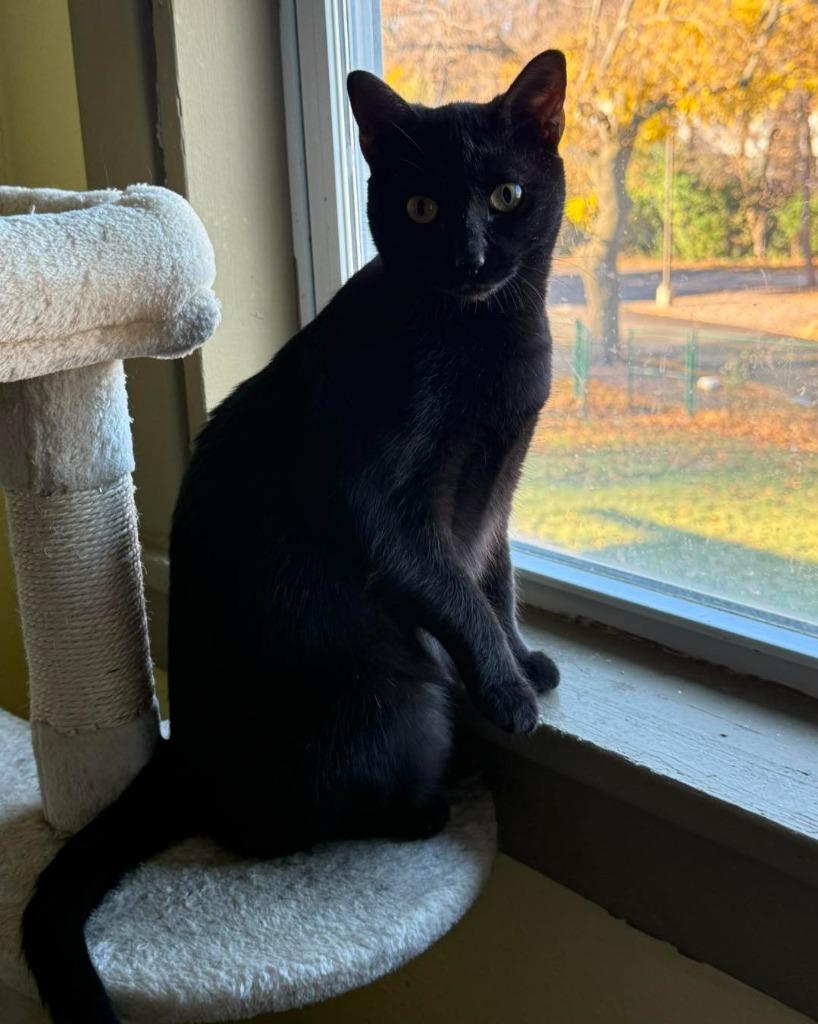 Enlarge Wilma, a Adoptable mixed breed in Libertyville, IL image 6/6