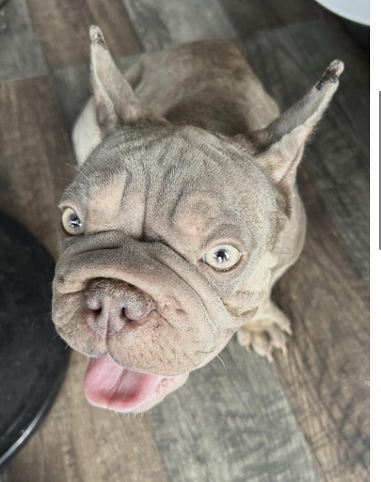 Butterscotch, a Adoptable French Bulldog in PALM BAY, FL image 1/2