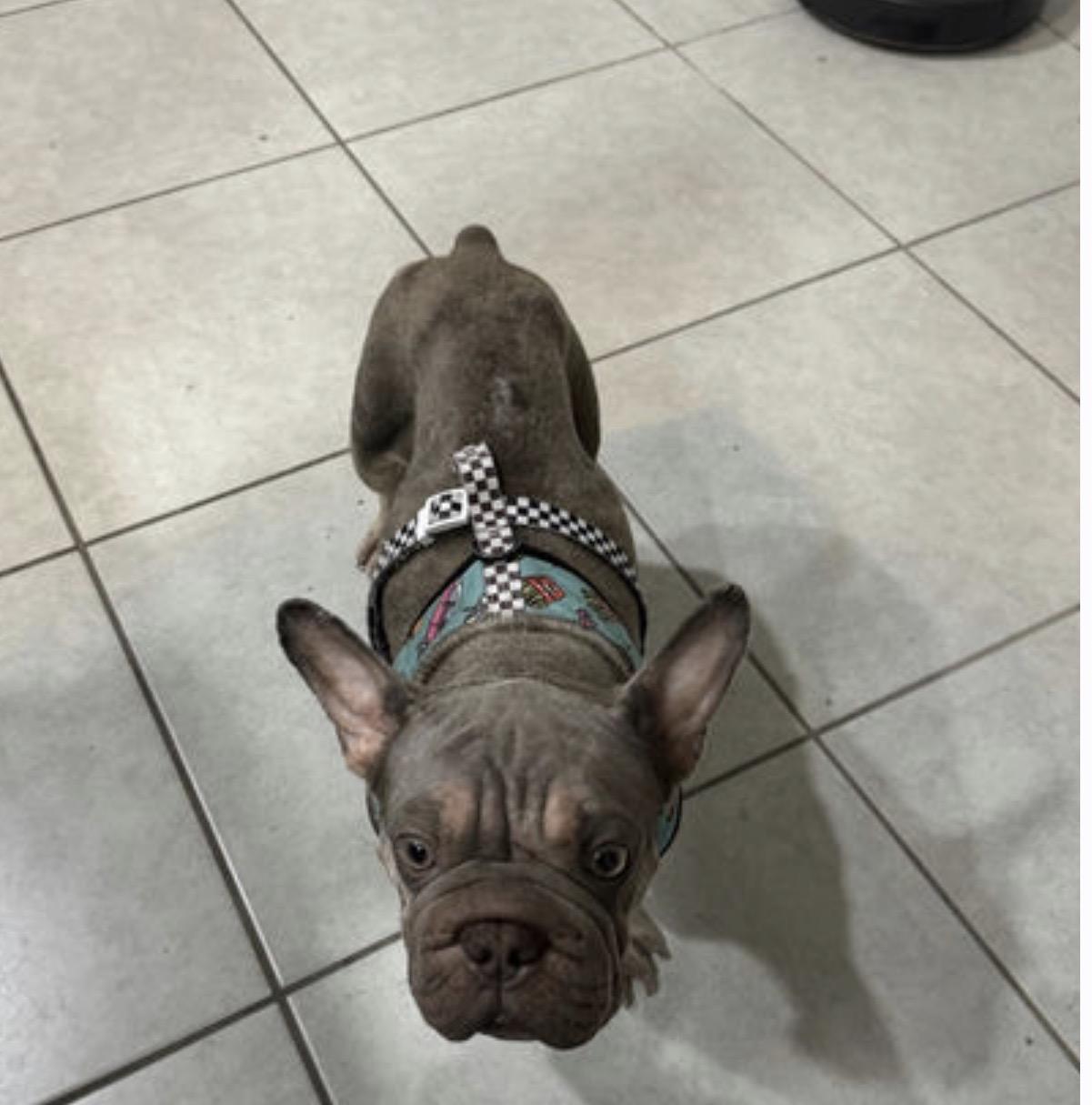 Butterscotch, a Adoptable French Bulldog in PALM BAY, FL image 2/2