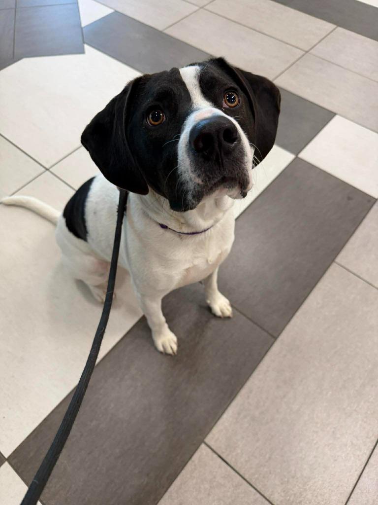 Tsuki, Adoptable, Young Female Mixed Breed.