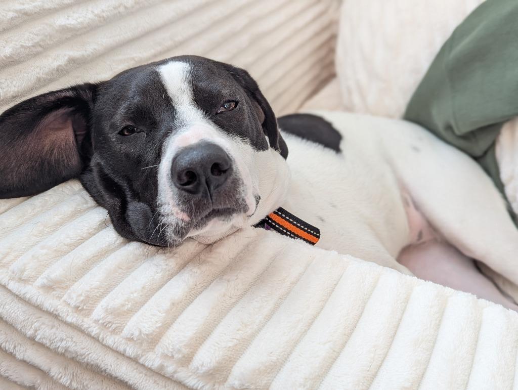 Enlarge Tsuki, a Adoptable mixed breed in Raleigh, NC image 2/6