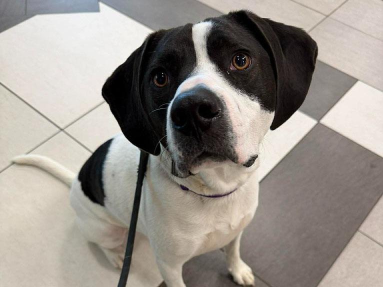Enlarge Tsuki, a Adoptable mixed breed in Raleigh, NC image 3/6