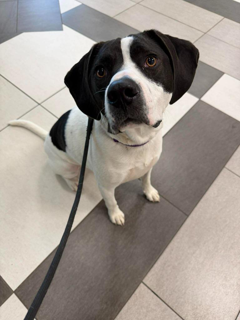 Enlarge Tsuki, a Adoptable mixed breed in Raleigh, NC image 3/6