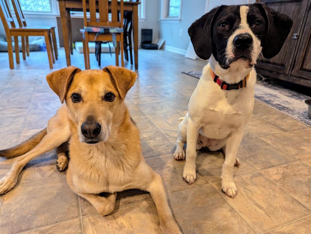 Enlarge Tsuki, a Adoptable mixed breed in Raleigh, NC image 4/6