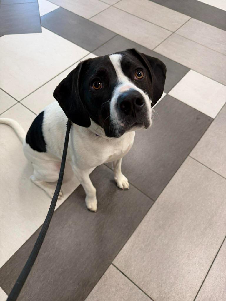 Enlarge Tsuki, a Adoptable mixed breed in Raleigh, NC image 5/6