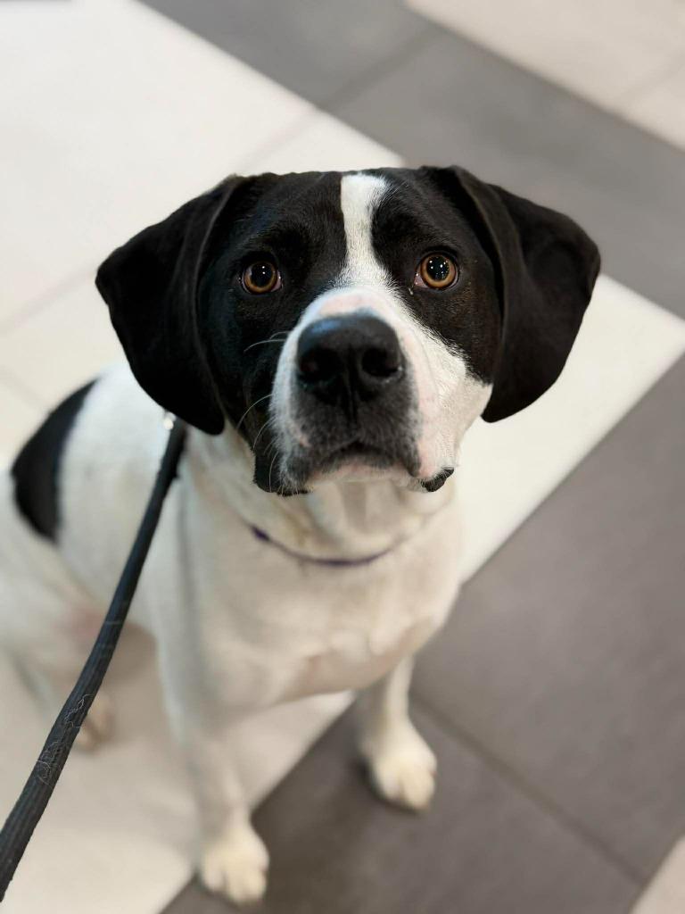 Enlarge Tsuki, a Adoptable mixed breed in Raleigh, NC image 6/6