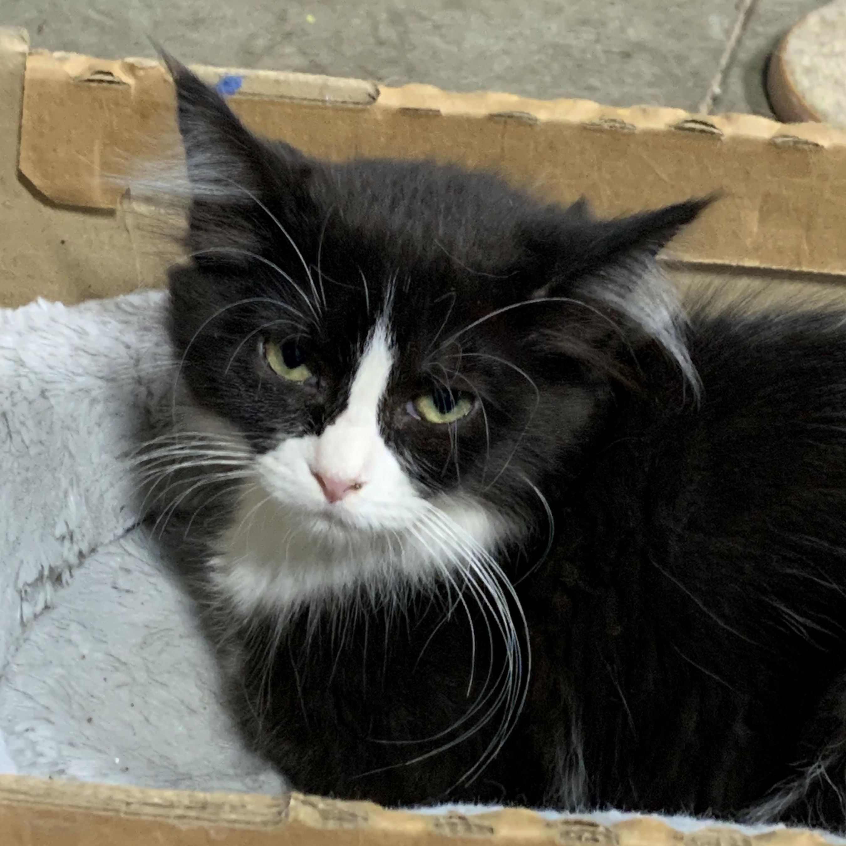 Enlarge Jordan, a Adoptable Domestic Medium Hair in Stockholm, WI image 2/4