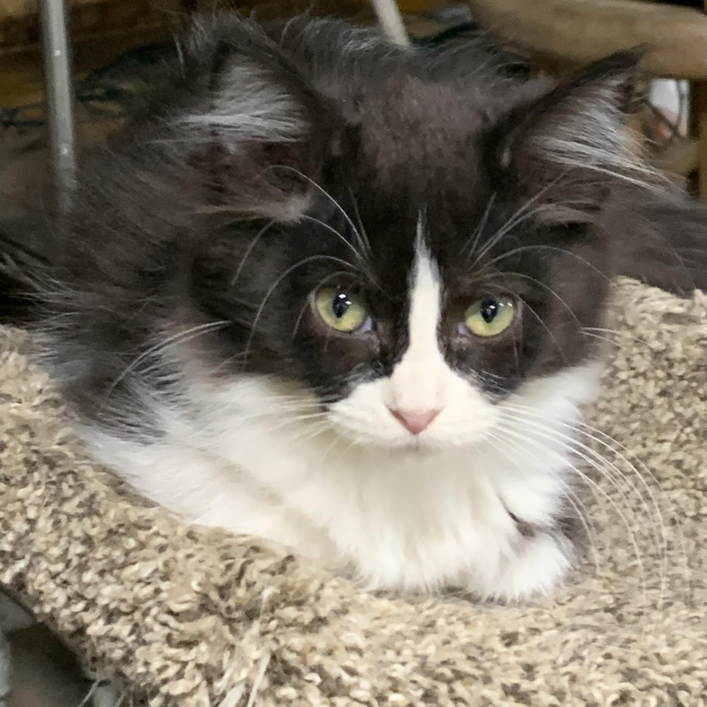 Jordan, Adoptable, Kitten Female Domestic Medium Hair.