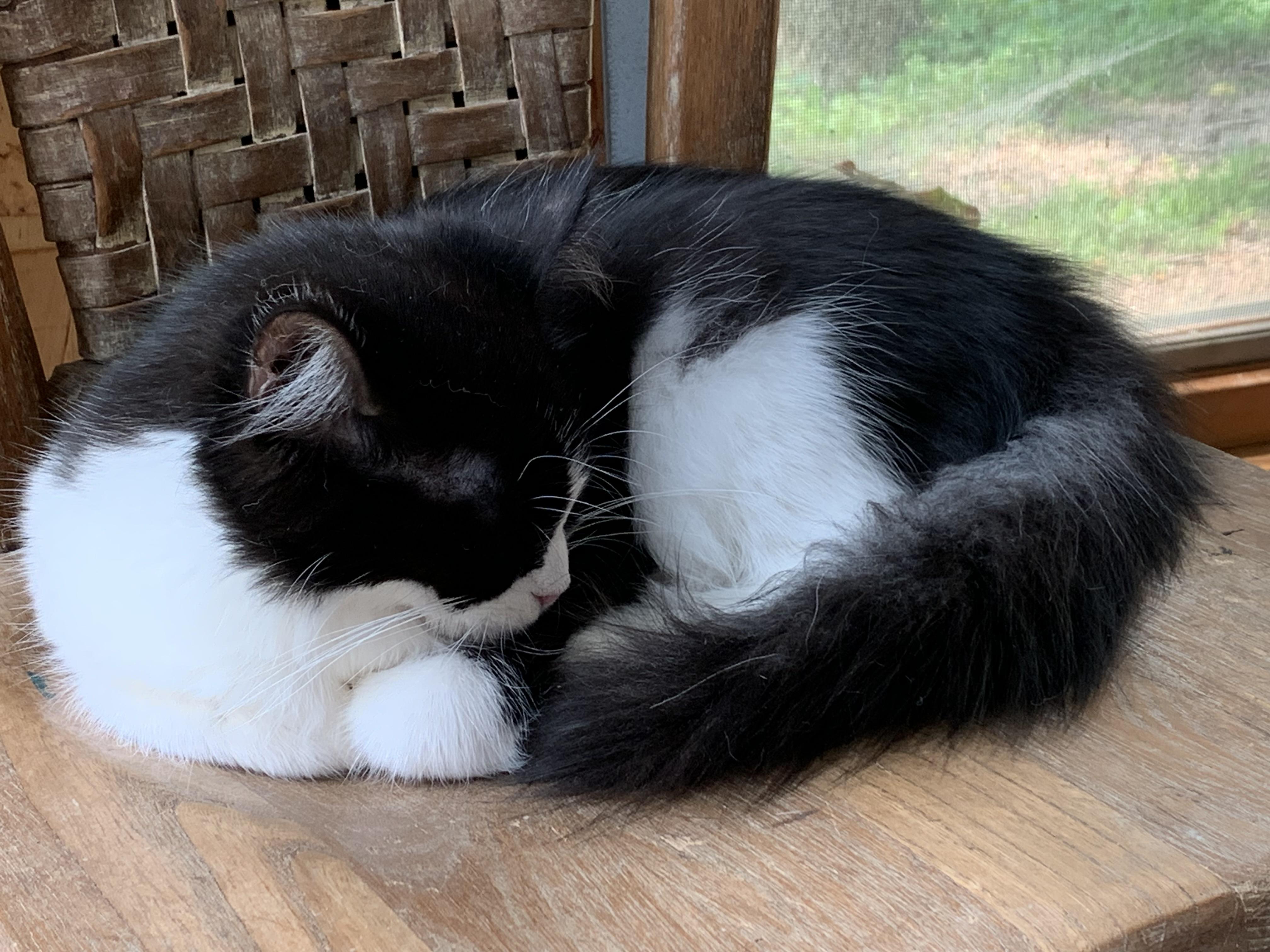 Enlarge Jordan, a Adoptable Domestic Medium Hair in Stockholm, WI image 3/4