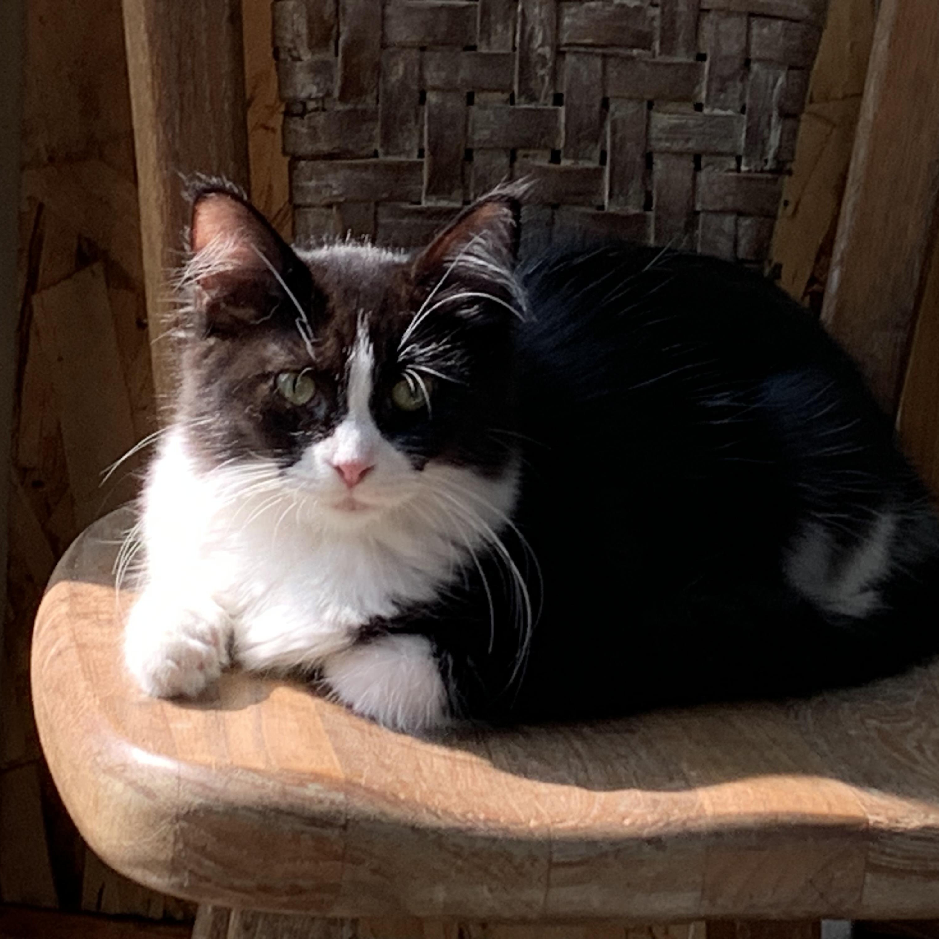 Enlarge Jordan, a Adoptable Domestic Medium Hair in Stockholm, WI image 4/4