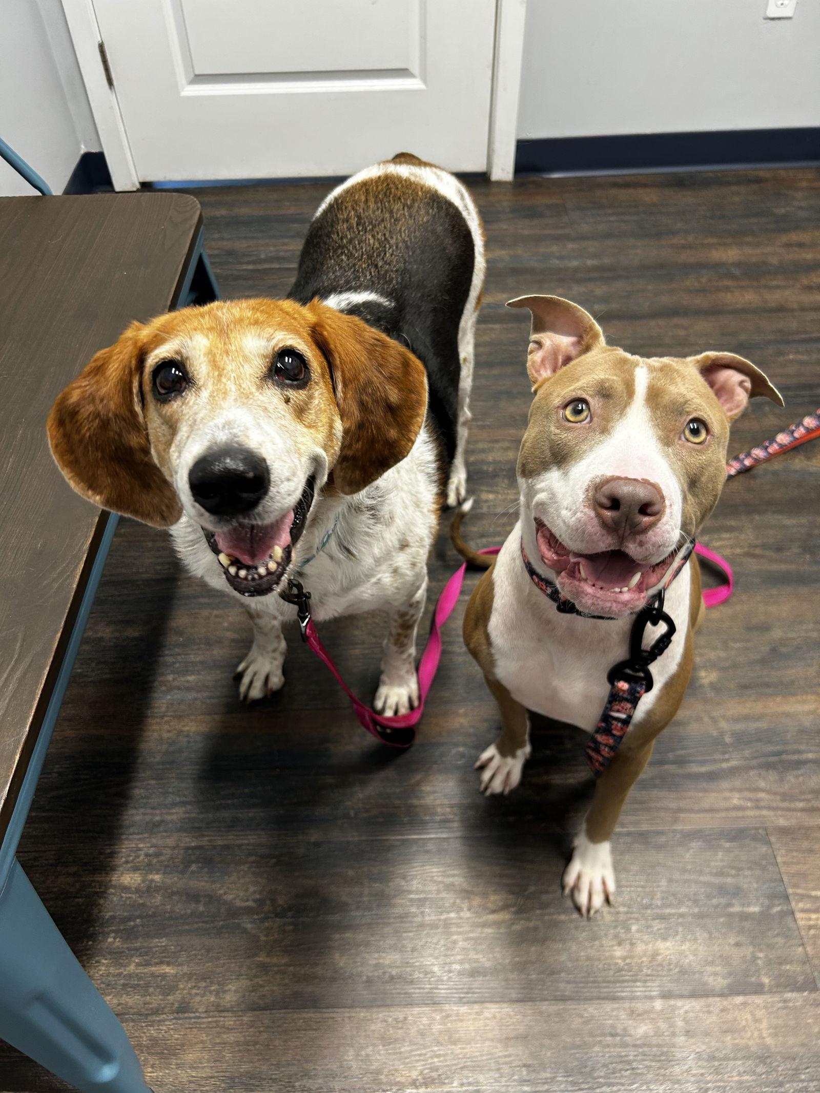 Peggy Sue, Adoptable, Adult Female Hound.