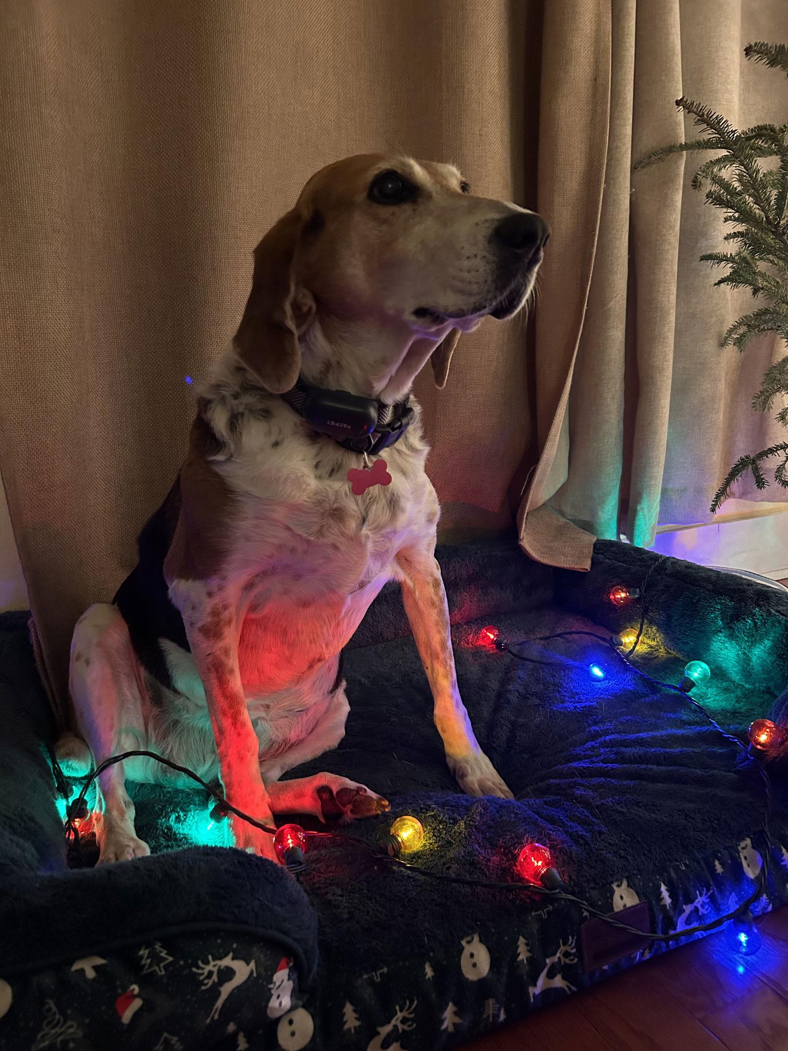 Peggy Sue, Adoptable, Adult Female Hound.
