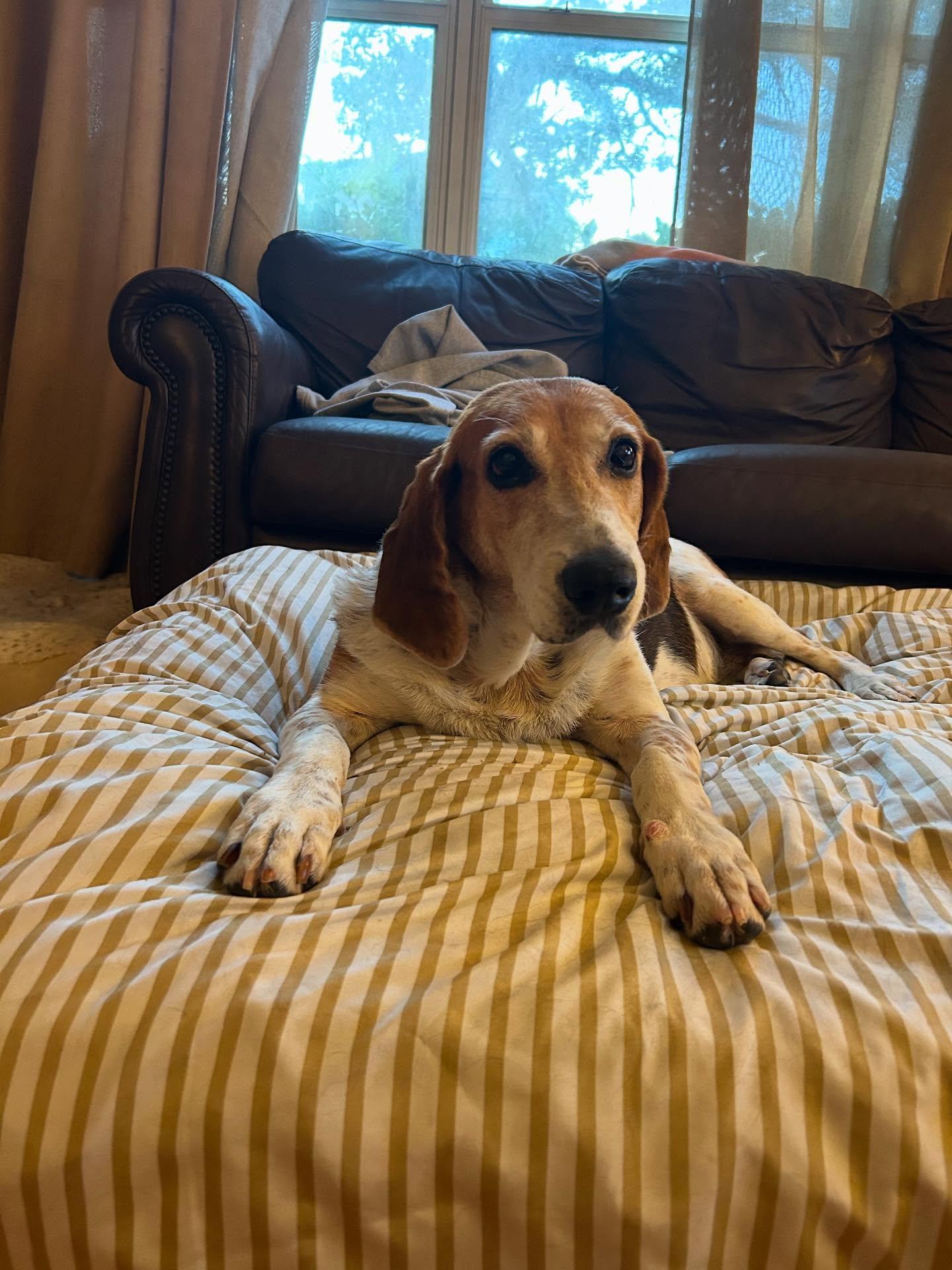 Peggy Sue, a Adoptable Hound in Saint Augustine, FL image 2/3