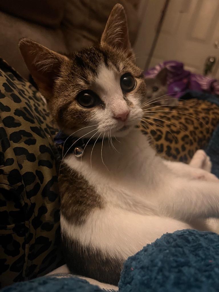 Punkin’, Adoptable, Kitten Female Domestic Short Hair.