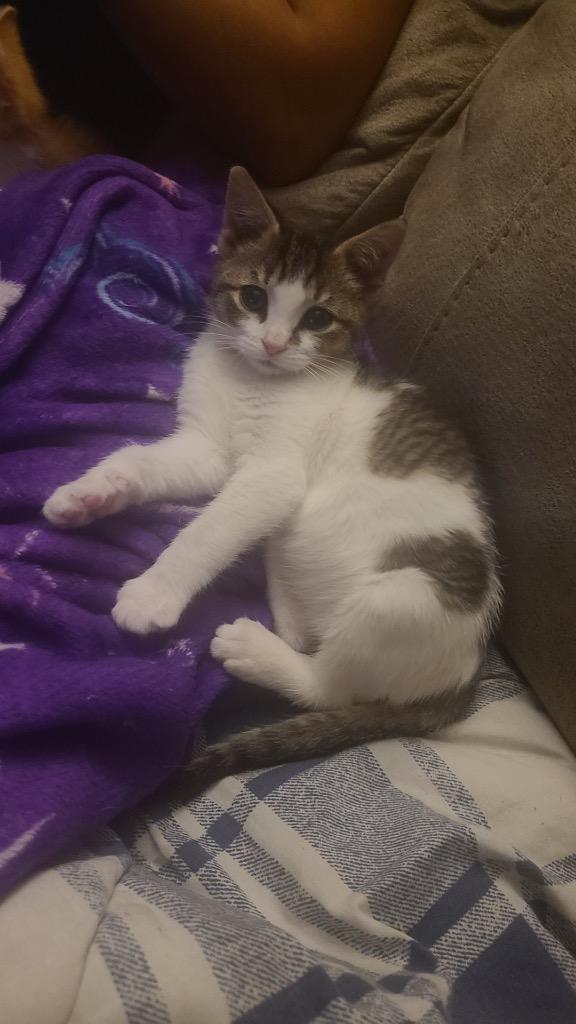 Punkin’, a Adoptable mixed breed in Johnson City, TN image 3/4