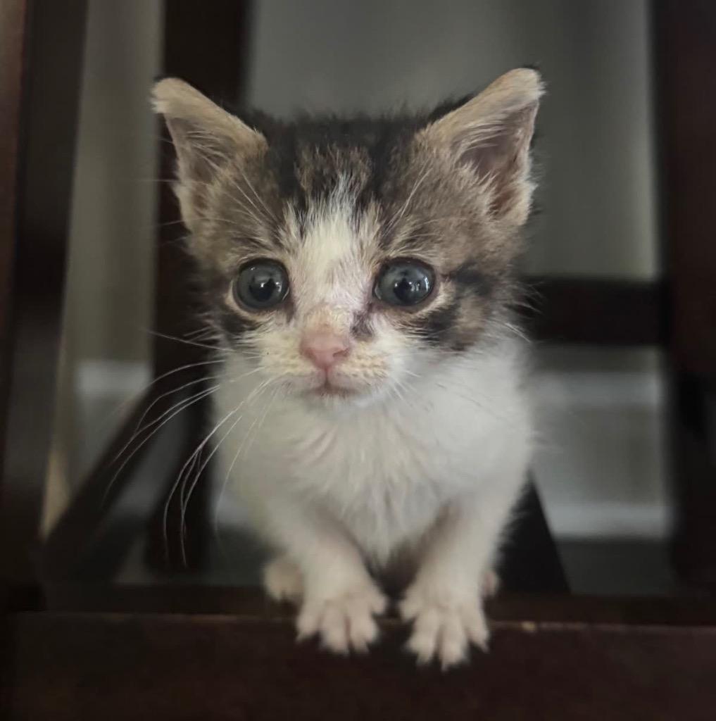 Punkin’, a Adoptable mixed breed in Johnson City, TN image 4/4