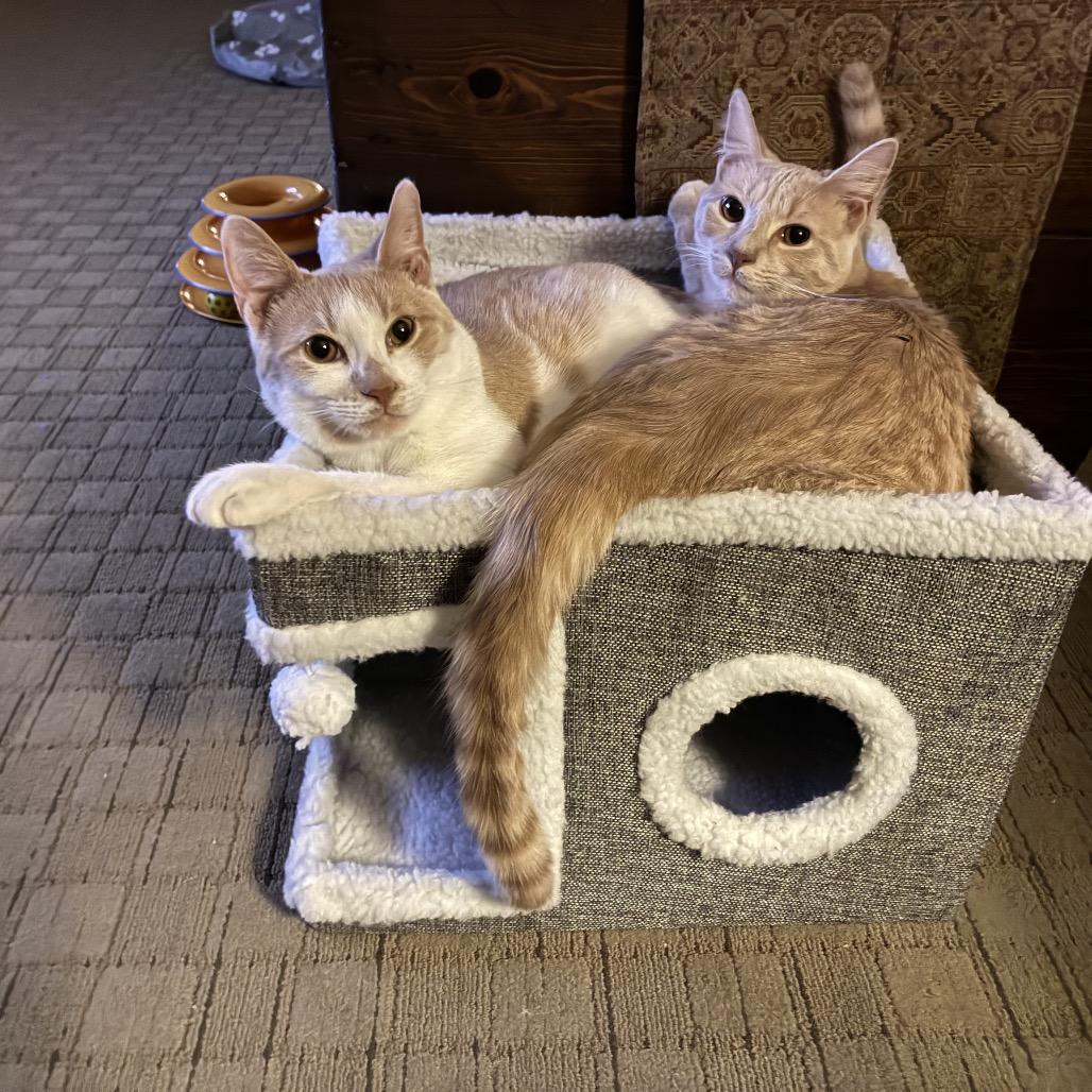 Fifer, Adoptable, Young Male Domestic Short Hair.