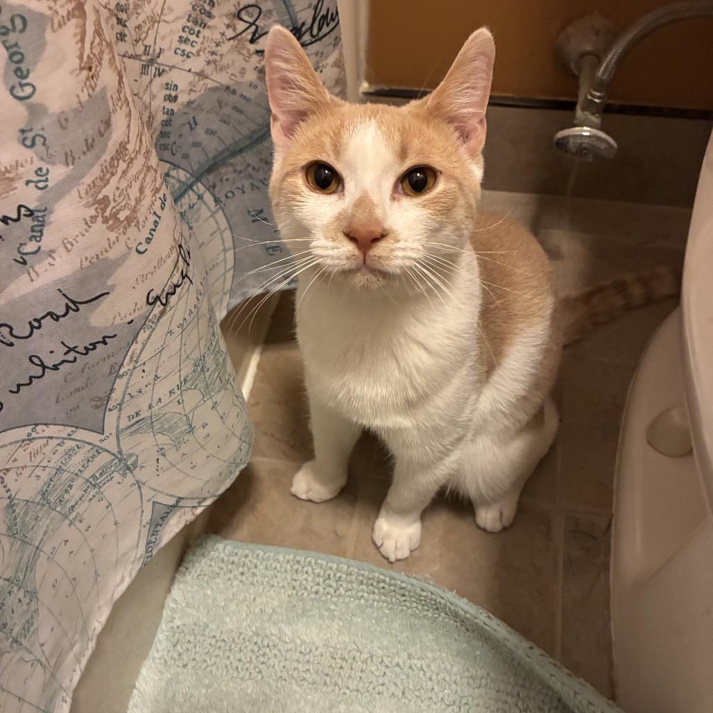 Fifer, a Adoptable Domestic Short Hair in Mount Laurel, NJ image 2/4